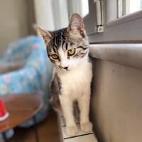 Tekir Kedi, Kedi  minnoşş fotoğrafı