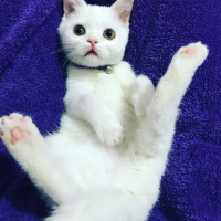 British Shorthair, Kedi  Müjgan fotoğrafı