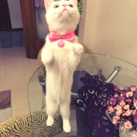 British Shorthair, Kedi  Müjgan fotoğrafı