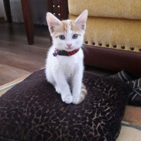 Tekir Kedi, Kedi  Şanslı fotoğrafı