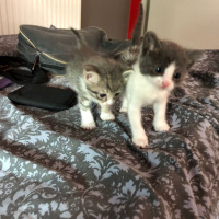 Tekir Kedi, Kedi  Edi ve Büdü fotoğrafı