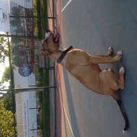 Amerikan Pitbull Terrier, Köpek  Herkül fotoğrafı