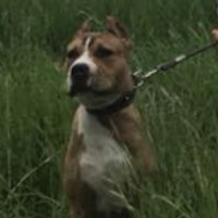 Amerikan Pitbull Terrier, Köpek  Herkül fotoğrafı