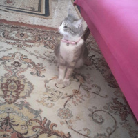 Tekir Kedi, Kedi  Hime fotoğrafı