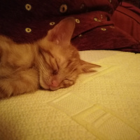 Tekir Kedi, Kedi  Sarman fotoğrafı