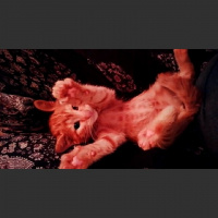 Tekir Kedi, Kedi  Sarman fotoğrafı