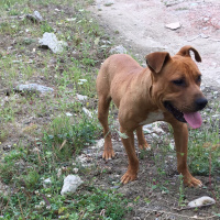 Amerikan Pitbull Terrier, Köpek  Lex fotoğrafı