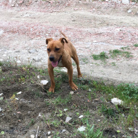 Amerikan Pitbull Terrier, Köpek  Lex fotoğrafı