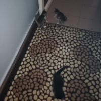 Van Kedisi, Kedi  Tito fotoğrafı