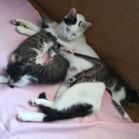 Tekir Kedi, Kedi  Tombiş fotoğrafı