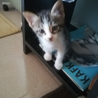 Tekir Kedi, Kedi  Tombiş fotoğrafı