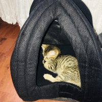 Tekir Kedi, Kedi  Rio fotoğrafı