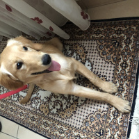 Golden Retriever, Köpek  Sena fotoğrafı