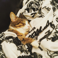 Soke, Kedi  Çıt çıt fotoğrafı
