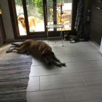 Sokö (Sokak Köpeği), Köpek  Budyy fotoğrafı