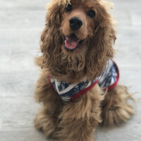 Amerikan Cocker Spaniel, Köpek  Ares fotoğrafı