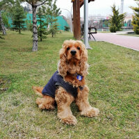 Amerikan Cocker Spaniel, Köpek  Ares fotoğrafı