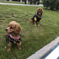 Amerikan Cocker Spaniel, Köpek  Ares fotoğrafı