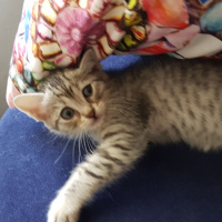 Himalayan, Kedi  Iki küçük kiz fotoğrafı