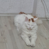 Tekir Kedi, Kedi  Tarçın fotoğrafı
