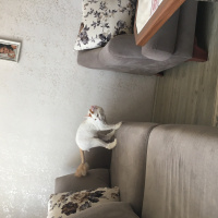 Tekir Kedi, Kedi  Tarçın fotoğrafı