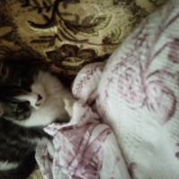 Tekir Kedi, Kedi  Kimsesiz fotoğrafı
