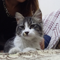 Tekir Kedi, Kedi  Kimsesiz fotoğrafı