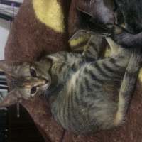 Tekir Kedi, Kedi  Prens ve Prenses fotoğrafı