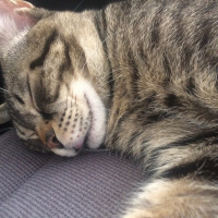 Tekir Kedi, Kedi  Prens ve Prenses fotoğrafı