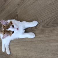 Tekir Kedi, Kedi  Mesi fotoğrafı