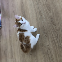 Tekir Kedi, Kedi  Mesi fotoğrafı