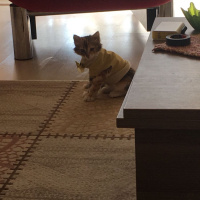 Soke, Kedi  Bisküvi fotoğrafı