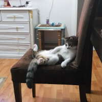 Tekir Kedi, Kedi  Lilly fotoğrafı