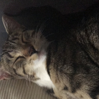 Tekir Kedi, Kedi  Duman fotoğrafı
