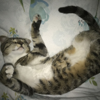 Tekir Kedi, Kedi  Duman fotoğrafı