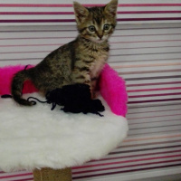 Tekir Kedi, Kedi  Şanslı fotoğrafı