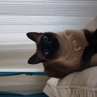 Siyam Kedisi, Kedi  Müjgan (müjü) fotoğrafı