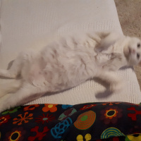 Ankara Kedisi, Kedi  pamuk fotoğrafı