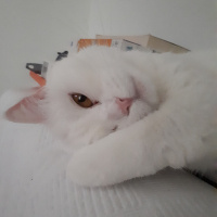 Ankara Kedisi, Kedi  pamuk fotoğrafı
