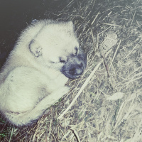 Kangal, Köpek  Zeus fotoğrafı