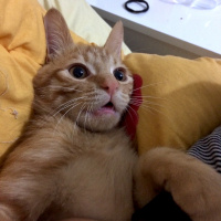 Tekir Kedi, Kedi  Ronald fotoğrafı