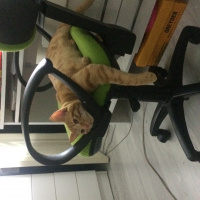 Tekir Kedi, Kedi  Ronald fotoğrafı