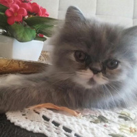 İran Kedisi (Persian), Kedi  DUMAN fotoğrafı