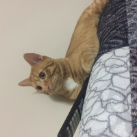 Tekir Kedi, Kedi  Patik fotoğrafı