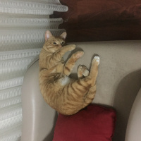 Tekir Kedi, Kedi  Patik fotoğrafı
