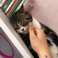 Scottish Fold, Kedi  Mia fotoğrafı