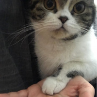 Scottish Fold, Kedi  Mia fotoğrafı