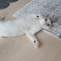 Tekir Kedi, Kedi  Merkür fotoğrafı