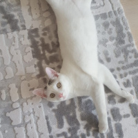 Tekir Kedi, Kedi  Merkür fotoğrafı