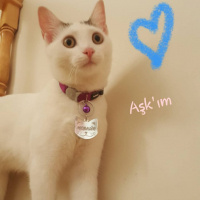 Tekir Kedi, Kedi  Merkür fotoğrafı